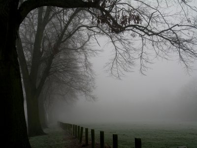 foggy treeline.
