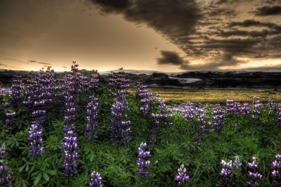 lupin sunrise