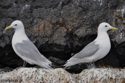 kittiwake, neighbours !