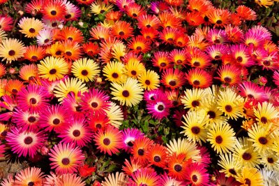 flowerbed