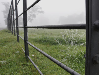 spiderweb mist