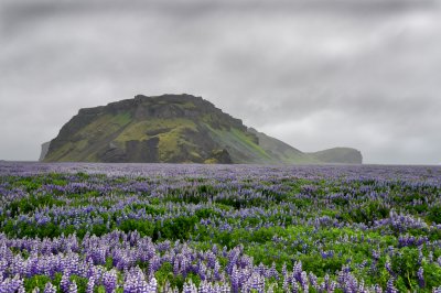 carpet of lupins