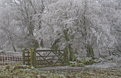 frosted gate. (stiperstones)
