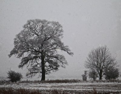 trees in snowfall (shrewsbury)