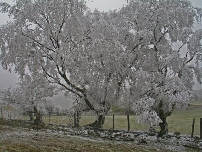 ice trees. (stiperstones)