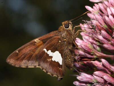 Spread-wing Skippers