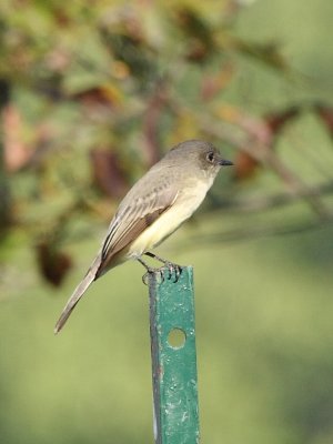 Eastern Phoebe