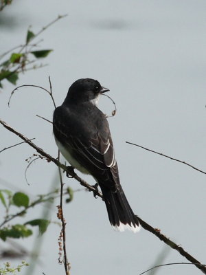 Eastern Kingbird