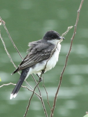 Eastern Kingbird