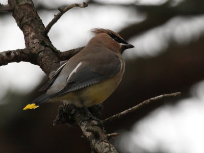 Ceder Waxwing