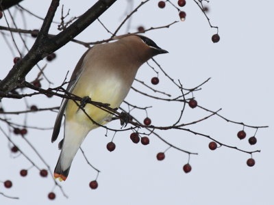 Cedar Waxwing