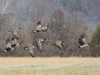 Canada Geese