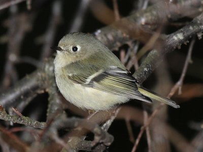 Ruby-crowned Kinglet