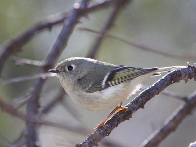 Ruby-crowned Kinglet