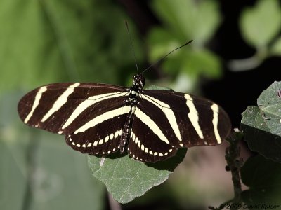 Zebra Heliconian