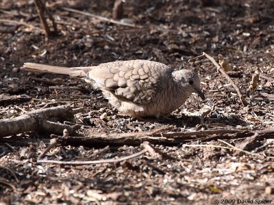 Inca Dove