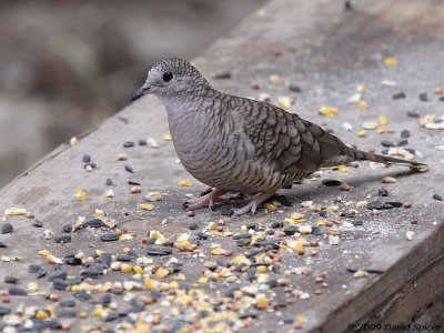 Inca Dove