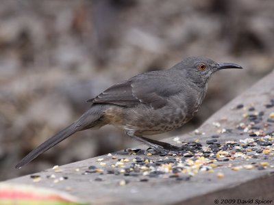 Curve-billed Thrasher