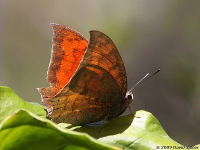 Tropical Leafwing
