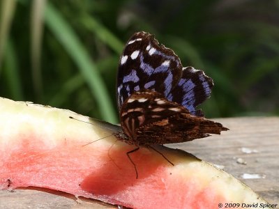 Mexican Bluewing
