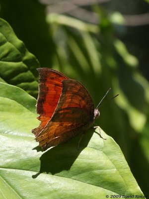 Tropical Leafwing