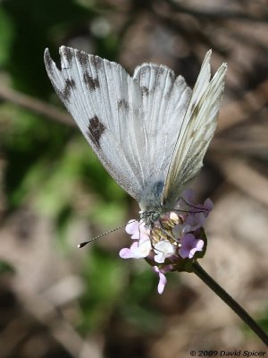 Checkered White