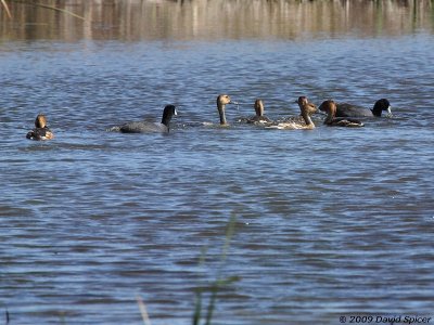 Fulvous Whistling-Ducks and American Coots