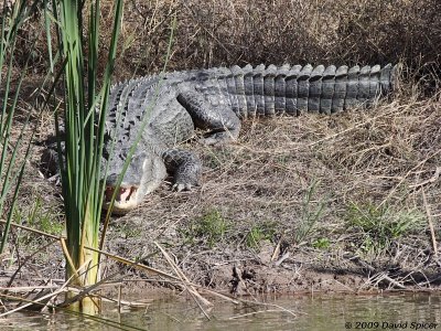 Alligator
