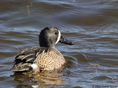 Blue-Winged Teal - Male