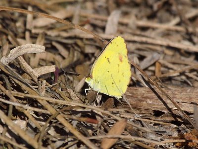 Little Yellow