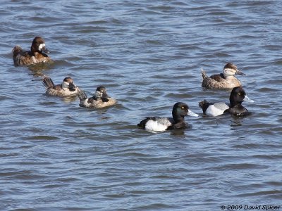 Scaup and Ruddy Ducks