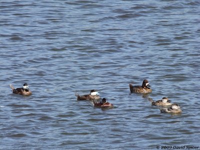 Ruddy Ducks