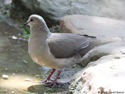 White-tipped Dove