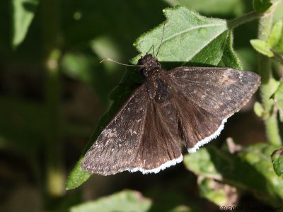Funereal Duskywing