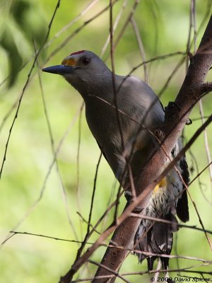 Golden-fronted Woodpecker