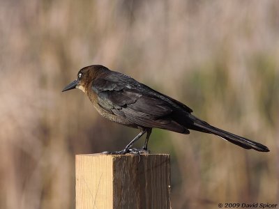 Great-tailed Grackle - female