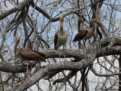 Subadult White Ibis