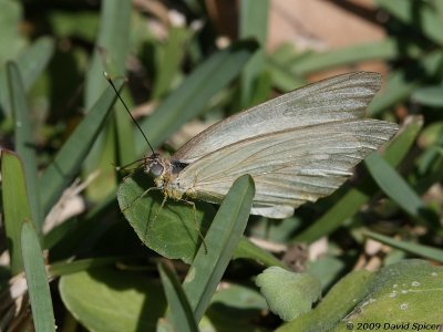 Great Southern White