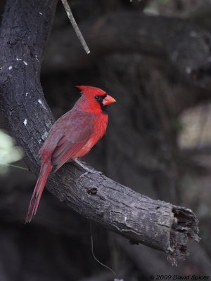 Northern Cardinal