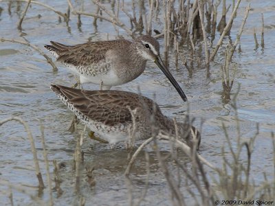 ? Dowitcher