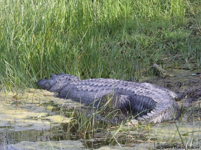 Alligator