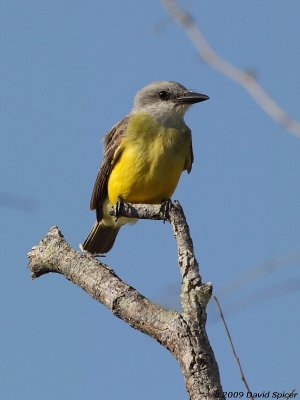 Kingbird, probably Couch's