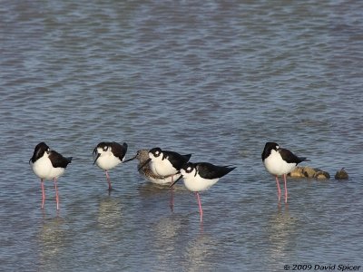 Black-necked Stilts