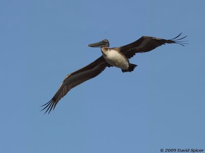 Brown Pelican