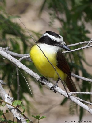 Great Kiskadee