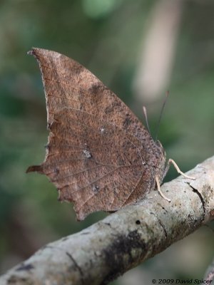 Tropical Leafwing