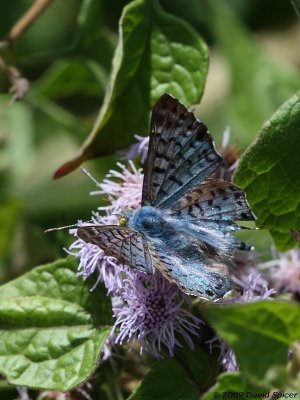 Blue Metalmark