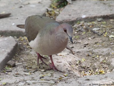 White-tipped Dove