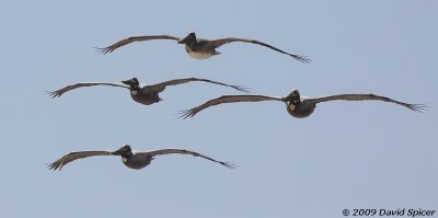 Brown Pelicans