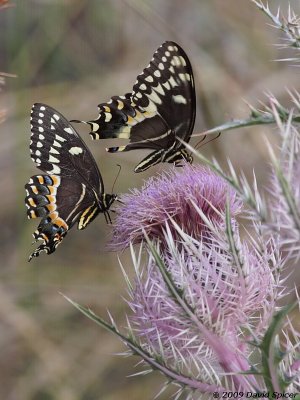 Palamedes Swallowtails